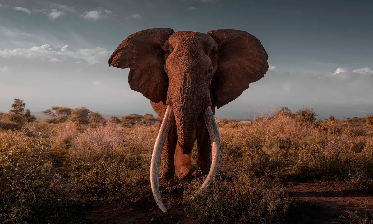 El Servicio de Vida Silvestre de Kenia confirmó la muerte por causas naturales del elefante símbolo de conservación, cuya historia refleja los avances y desafíos en la protección de la fauna africana.