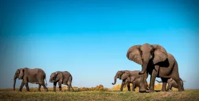 La Resolución Directoral N.° D000002-2026-MIDAGRI-SENASA-DSA establece controles estrictos para el ingreso de elefantes desde México; incluye trazabilidad, descarte de enfermedades, cuarentena de 30 días y permisos CITES por tratarse de una especie protegida.