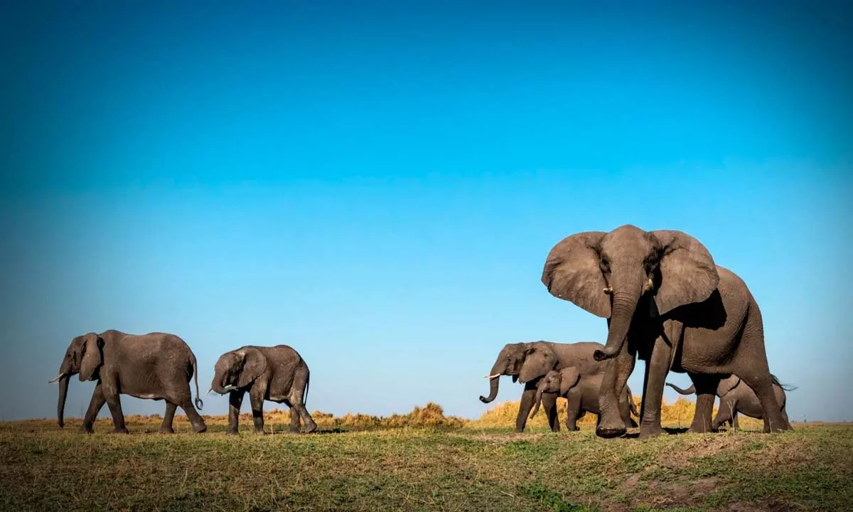 La Resolución Directoral N.° D000002-2026-MIDAGRI-SENASA-DSA establece controles estrictos para el ingreso de elefantes desde México; incluye trazabilidad, descarte de enfermedades, cuarentena de 30 días y permisos CITES por tratarse de una especie protegida.