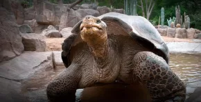 La histórica tortuga de Galápagos falleció a los 141 años en San Diego. Su vida excepcional la convirtió en un símbolo del zoológico y en una referencia clave para la investigación científica y la conciencia ambiental.