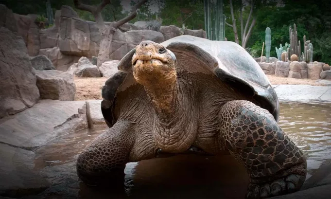 La histórica tortuga de Galápagos falleció a los 141 años en San Diego. Su vida excepcional la convirtió en un símbolo del zoológico y en una referencia clave para la investigación científica y la conciencia ambiental.