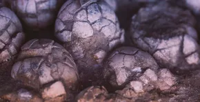 Investigadores de la Universidad de Zaragoza confirmaron que los restos, en excelente estado de conservación, pertenecen a titanosaurios del Cretácico Superior y permiten reconstruir sus hábitos reproductivos y el ecosistema previo a la extinción masiva.