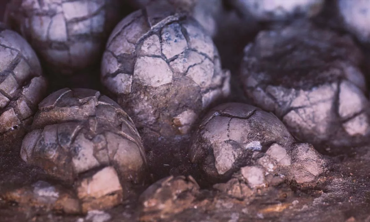 Investigadores de la Universidad de Zaragoza confirmaron que los restos, en excelente estado de conservación, pertenecen a titanosaurios del Cretácico Superior y permiten reconstruir sus hábitos reproductivos y el ecosistema previo a la extinción masiva.