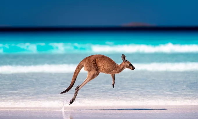 La experiencia del Western River Refuge en Australia confirma que la restauración ecológica puede acelerarse cuando se reducen las presiones humanas, ofreciendo un modelo replicable para la conservación de especies en peligro.