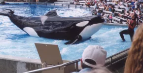 El fallecimiento de Katina cierra una etapa histórica marcada por el cautiverio y reaviva el debate global sobre la ética de mantener cetáceos fuera de su hábitat natural.