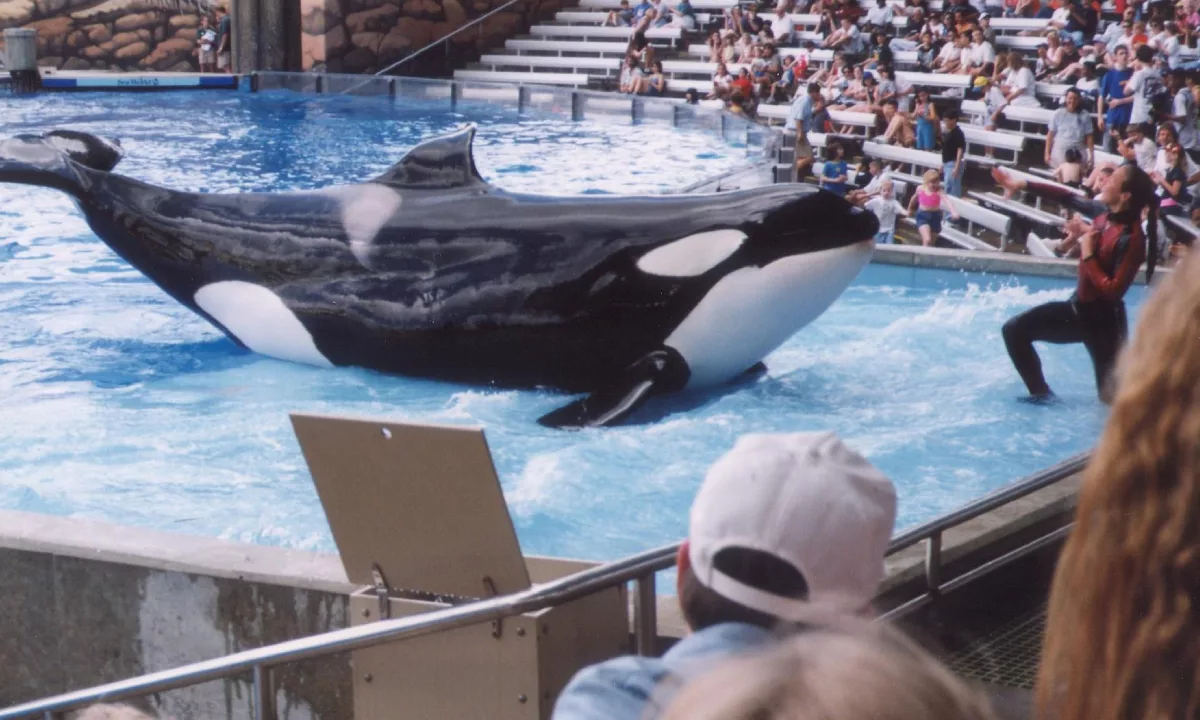 El fallecimiento de Katina cierra una etapa histórica marcada por el cautiverio y reaviva el debate global sobre la ética de mantener cetáceos fuera de su hábitat natural.