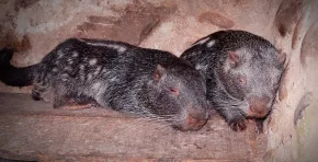 Con protocolos autorizados por Serfor y monitoreo posterior con cámaras trampa, la liberación busca reforzar la población silvestre del segundo roedor más grande de Sudamérica.