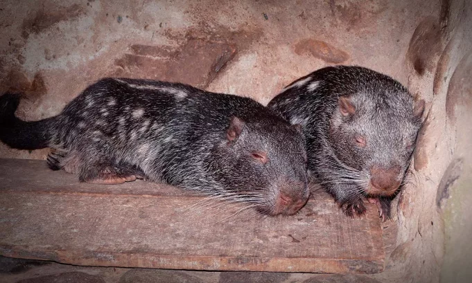 Con protocolos autorizados por Serfor y monitoreo posterior con cámaras trampa, la liberación busca reforzar la población silvestre del segundo roedor más grande de Sudamérica.