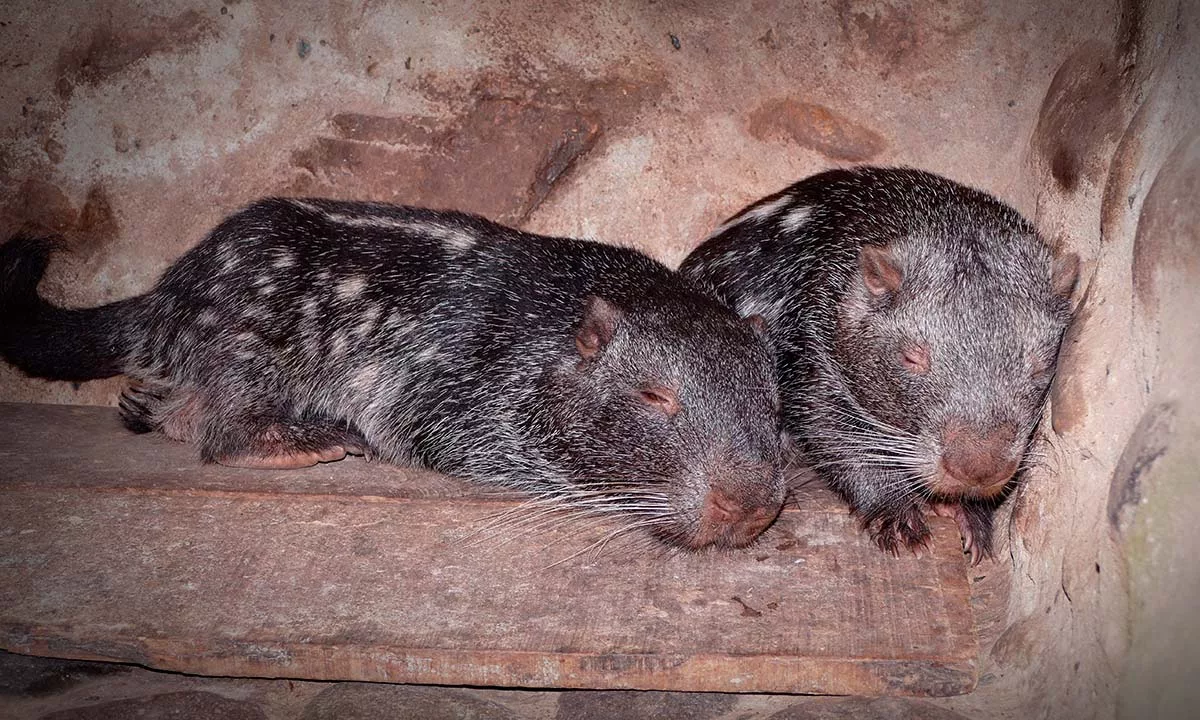 Con protocolos autorizados por Serfor y monitoreo posterior con cámaras trampa, la liberación busca reforzar la población silvestre del segundo roedor más grande de Sudamérica.