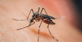 La investigación, realizada en áreas de la mata atlántica y publicada en Frontiers in Ecology and Evolution, revela que la reducción de animales silvestres estaría modificando el comportamiento de los mosquitos