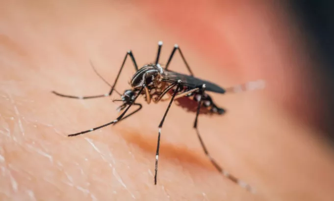 La investigación, realizada en áreas de la mata atlántica y publicada en Frontiers in Ecology and Evolution, revela que la reducción de animales silvestres estaría modificando el comportamiento de los mosquitos