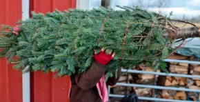 El programa municipal de compostaje convierte los árboles navideños en mantillo para parques de Nueva York; una política ambiental que reduce residuos, promueve el reciclaje orgánico y refuerza la sostenibilidad urbana tras las fiestas.