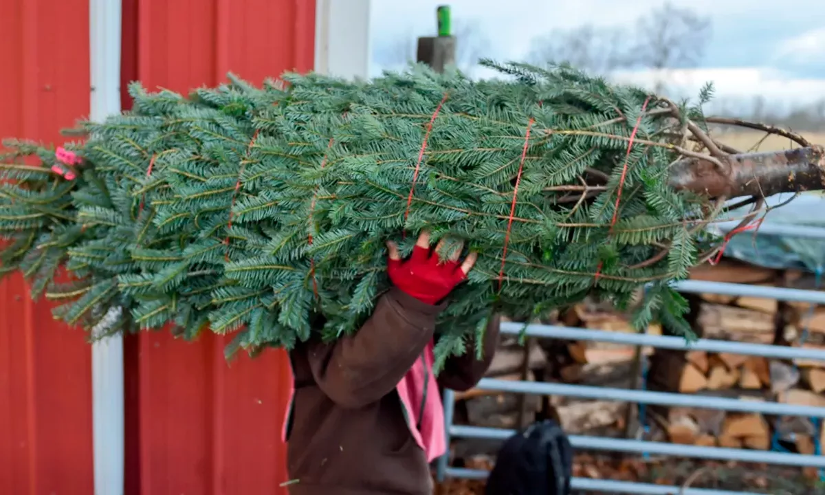 El programa municipal de compostaje convierte los árboles navideños en mantillo para parques de Nueva York; una política ambiental que reduce residuos, promueve el reciclaje orgánico y refuerza la sostenibilidad urbana tras las fiestas.