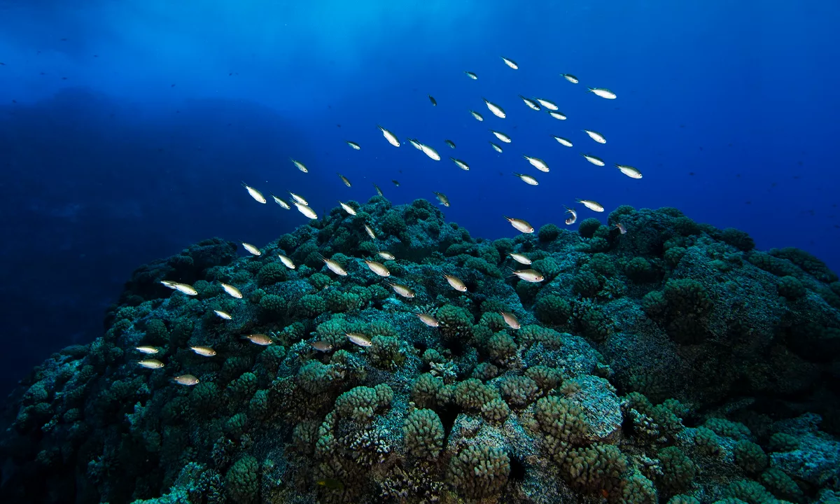 Una expedición liderada por el Schmidt Ocean Institute identificó al menos 20 nuevas especies marinas y un monte submarino de más de 3.000 metros en la Dorsal de Nazca, frente a Chile.