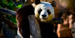 El panda gigante fue reclasificado como especie vulnerable tras un aumento sostenido de su población; expertos destacan los avances en conservación, pero advierten que la recuperación aún es frágil.