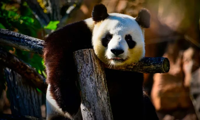 El panda gigante fue reclasificado como especie vulnerable tras un aumento sostenido de su población; expertos destacan los avances en conservación, pero advierten que la recuperación aún es frágil.