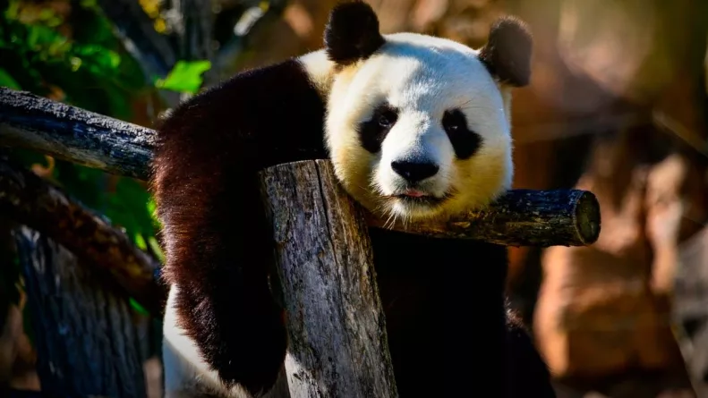El panda gigante fue reclasificado como especie vulnerable tras un aumento sostenido de su población; expertos destacan los avances en conservación, pero advierten que la recuperación aún es frágil.