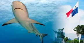 Desde 2026, Panamá bloquea el comercio exterior de tiburones y rayas amenazadas; MiAmbiente señaló que la restricción seguirá hasta contar con investigaciones por especie y sistemas efectivos de trazabilidad