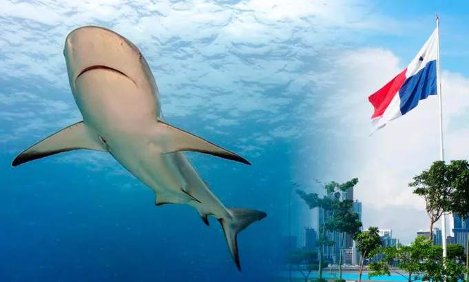 Desde 2026, Panamá bloquea el comercio exterior de tiburones y rayas amenazadas; MiAmbiente señaló que la restricción seguirá hasta contar con investigaciones por especie y sistemas efectivos de trazabilidad