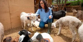 Innovación peruana para el bienestar animal: PUCP crea RumiTech y AnimalTech, tecnologías con GPS, sensores y seguimiento sin depender de cobertura; orientadas a prevenir enfermedades y evitar la pérdida de mascotas.