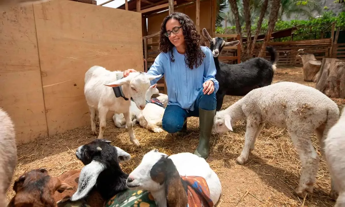 Innovación peruana para el bienestar animal: PUCP crea RumiTech y AnimalTech, tecnologías con GPS, sensores y seguimiento sin depender de cobertura; orientadas a prevenir enfermedades y evitar la pérdida de mascotas.