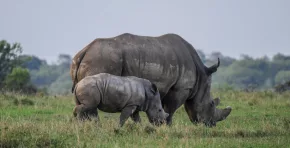 Uganda reintroduce rinocerontes en estado silvestre después de 40 años. La liberación en la Reserva de Ajai busca concientizar a la población y fortalecer la protección de una especie clave para la biodiversidad africana.