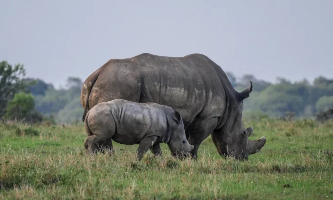 Uganda reintroduce rinocerontes en estado silvestre después de 40 años. La liberación en la Reserva de Ajai busca concientizar a la población y fortalecer la protección de una especie clave para la biodiversidad africana.