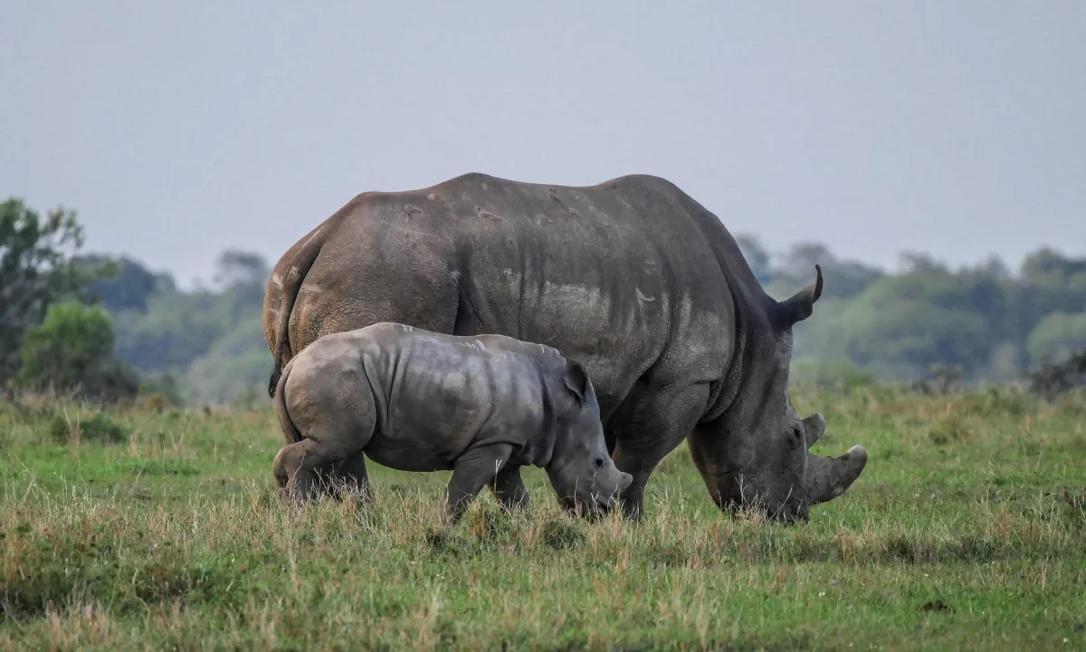 Uganda reintroduce rinocerontes en estado silvestre después de 40 años. La liberación en la Reserva de Ajai busca concientizar a la población y fortalecer la protección de una especie clave para la biodiversidad africana.