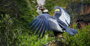 La investigación, publicada en la revista Oryx, muestra que la masa corporal promedio de las aves cayó 72% entre 1940 y 2020 debido a la caza, la pérdida de hábitat y la expansión humana.