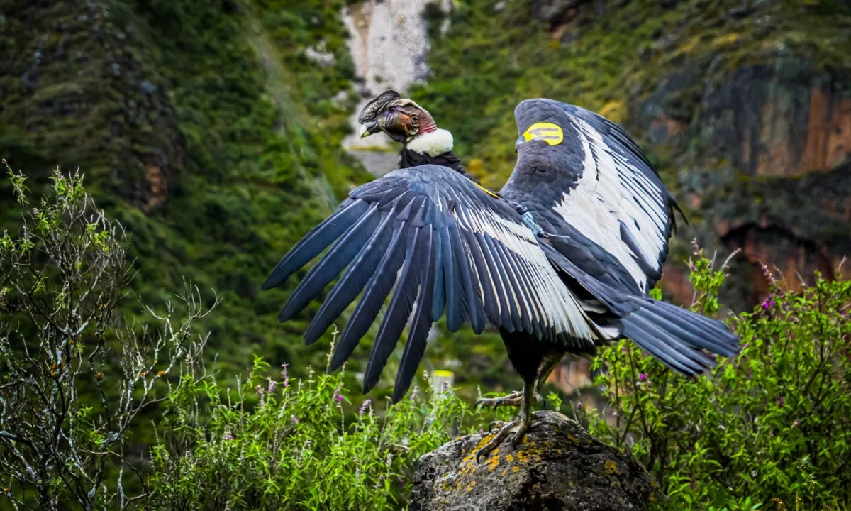 La investigación, publicada en la revista Oryx, muestra que la masa corporal promedio de las aves cayó 72% entre 1940 y 2020 debido a la caza, la pérdida de hábitat y la expansión humana.