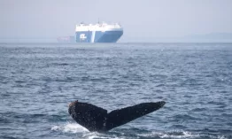 Chile registra el mayor récord global de colisiones mortales entre ballenas y barcos, según un informe científico que alerta sobre el impacto del tráfico marítimo en la biodiversidad marina.