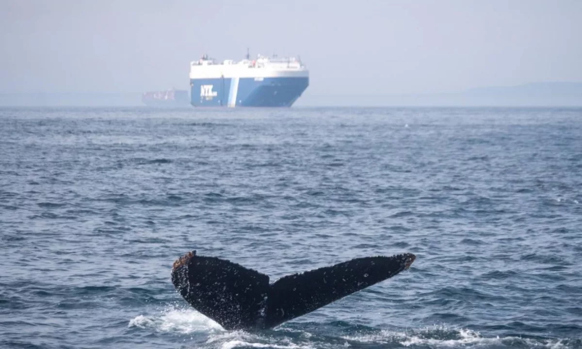 Chile registra el mayor récord global de colisiones mortales entre ballenas y barcos, según un informe científico que alerta sobre el impacto del tráfico marítimo en la biodiversidad marina.