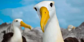 El registro de un albatros de Galápagos en California, a más de 4.800 kilómetros de su hábitat natural, marca un hito científico y abre nuevas preguntas sobre las migraciones marinas y los efectos del cambio climático en la distribución de especies amenazadas.