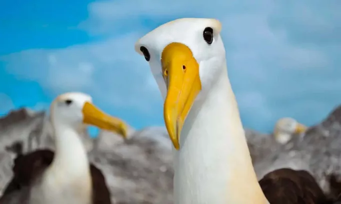 El registro de un albatros de Galápagos en California, a más de 4.800 kilómetros de su hábitat natural, marca un hito científico y abre nuevas preguntas sobre las migraciones marinas y los efectos del cambio climático en la distribución de especies amenazadas.