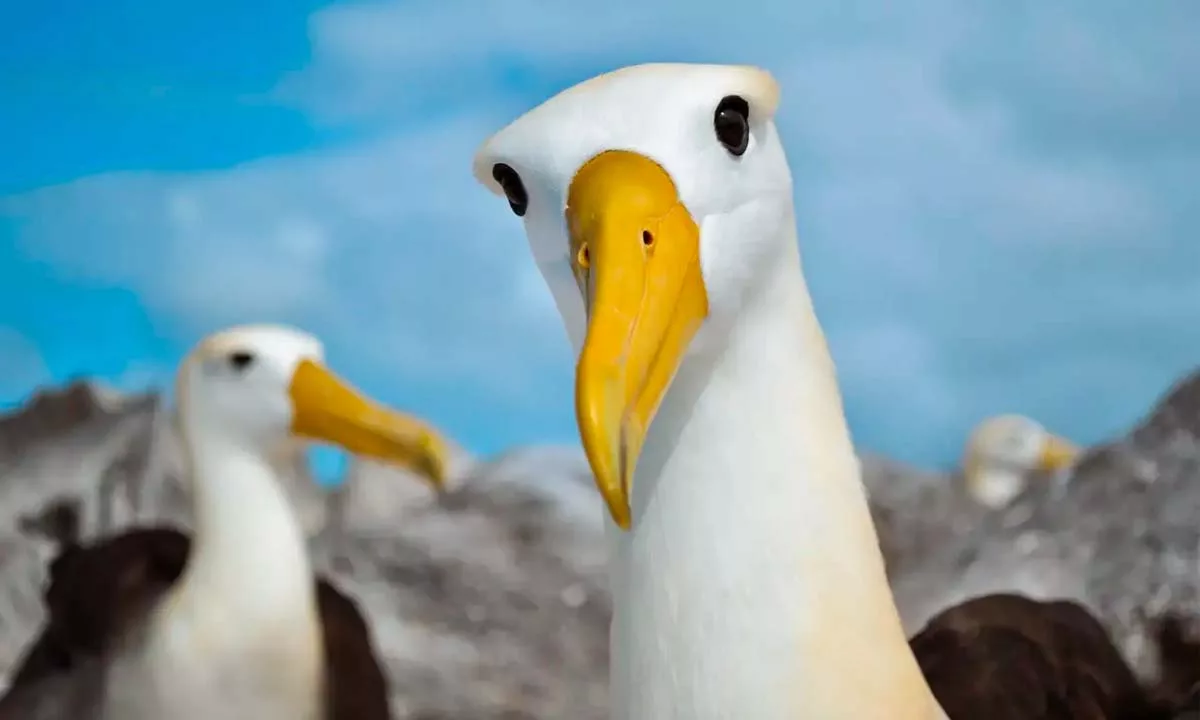 El registro de un albatros de Galápagos en California, a más de 4.800 kilómetros de su hábitat natural, marca un hito científico y abre nuevas preguntas sobre las migraciones marinas y los efectos del cambio climático en la distribución de especies amenazadas.