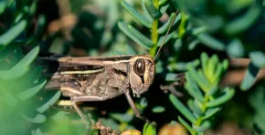 El estudio de la American Chemical Society advierte que la biofragmentación generada por estos insectos transforma microplásticos en nanoplásticos potencialmente más nocivos, un hallazgo clave para futuras regulaciones sobre residuos plásticos en ecosistemas.