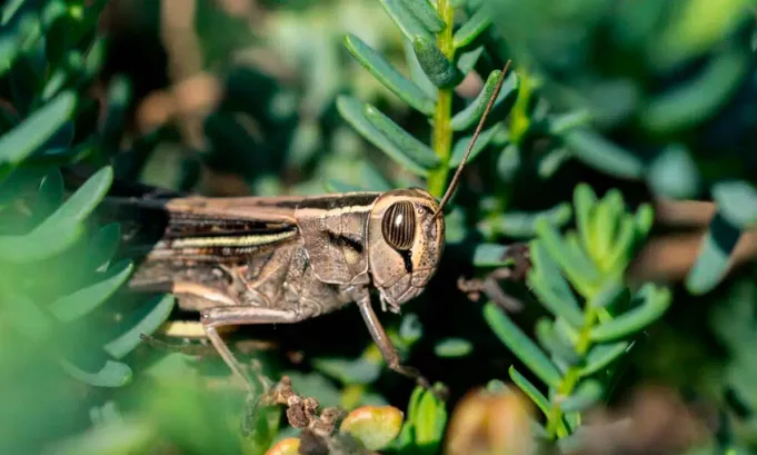 El estudio de la American Chemical Society advierte que la biofragmentación generada por estos insectos transforma microplásticos en nanoplásticos potencialmente más nocivos, un hallazgo clave para futuras regulaciones sobre residuos plásticos en ecosistemas.