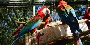 El Mades impulsa la rehabilitación de estas aves mientras expertos advierten que la deforestación y el comercio ilegal siguen amenazando al guacamayo en América del Sur.