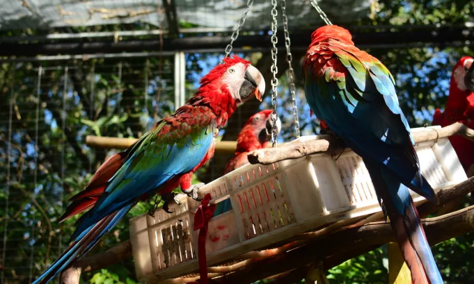 El Mades impulsa la rehabilitación de estas aves mientras expertos advierten que la deforestación y el comercio ilegal siguen amenazando al guacamayo en América del Sur.