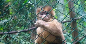 Más de 20 especies rescatadas reciben atención especializada en estos refugios amazónicos, cuyo trabajo en conservación y reinserción de animales silvestres fue reconocido con diez estrellas por el Osinfor.