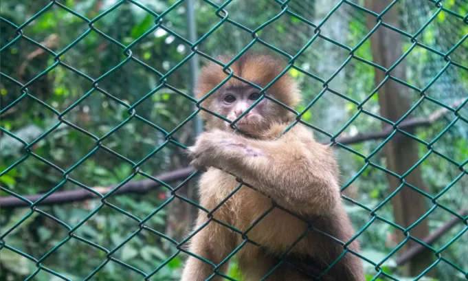 Más de 20 especies rescatadas reciben atención especializada en estos refugios amazónicos, cuyo trabajo en conservación y reinserción de animales silvestres fue reconocido con diez estrellas por el Osinfor.