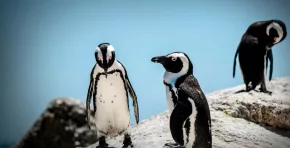 Con menos de 10.000 parejas reproductoras y una caída poblacional del 80 % en 30 años, el pingüino africano enfrenta hambre extrema y nuevas amenazas ambientales.