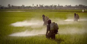 La decisión del Tribunal Constitucional podría sentar un precedente clave en la protección de derechos fundamentales frente al uso de químicos en la agricultura.