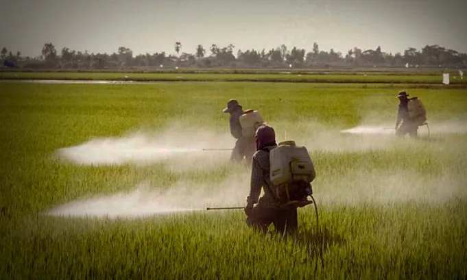 La decisión del Tribunal Constitucional podría sentar un precedente clave en la protección de derechos fundamentales frente al uso de químicos en la agricultura.