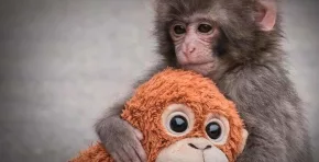 El caso ocurrido en un zoológico de Japón muestra cómo factores climáticos y sociales influyen en la conducta animal.