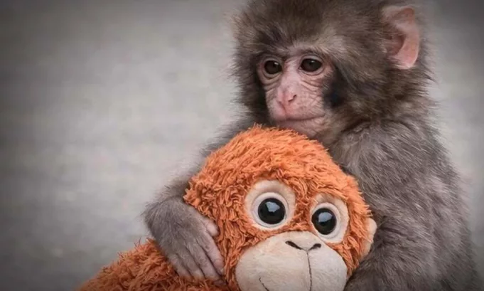 El caso ocurrido en un zoológico de Japón muestra cómo factores climáticos y sociales influyen en la conducta animal.