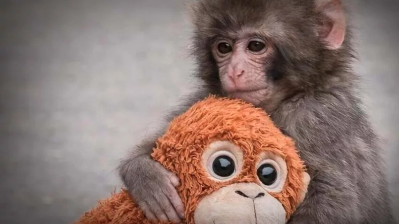 El caso ocurrido en un zoológico de Japón muestra cómo factores climáticos y sociales influyen en la conducta animal.