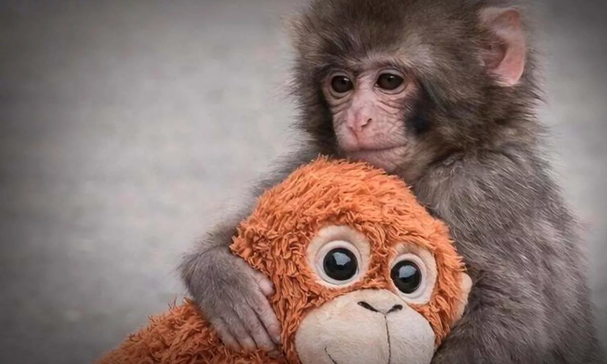 El caso ocurrido en un zoológico de Japón muestra cómo factores climáticos y sociales influyen en la conducta animal.