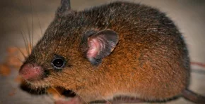 Investigación publicada en PeerJ identificó una nueva especie de roedor andino en Cajamarca; Sernanp destaca su importancia como indicador de ecosistemas saludables y como prueba del impacto positivo de la conservación en los Andes peruanos.