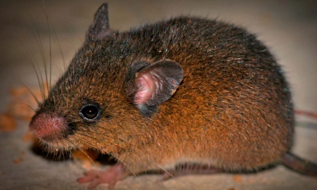 Investigación publicada en PeerJ identificó una nueva especie de roedor andino en Cajamarca; Sernanp destaca su importancia como indicador de ecosistemas saludables y como prueba del impacto positivo de la conservación en los Andes peruanos.